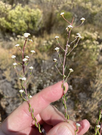 Phylica acmaephylla, photographed by Dave U