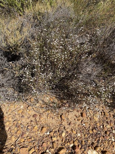 Phylica acmaephylla, photographed by Dave U