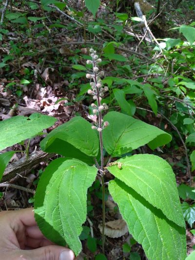 Collinsonia verticillata, photographed by Scott Ward