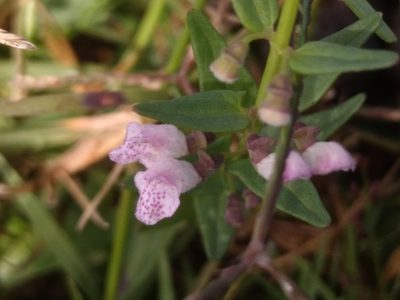 Scutellaria racemosa, photographed by Adriana Machado
