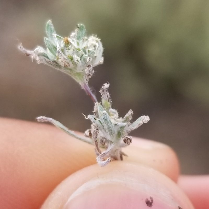 Logfia arizonica, photographed by James C. Davis