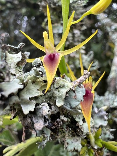 Hofmeisterella eumicroscopica, photographed by Nicolás Baresch Uribe