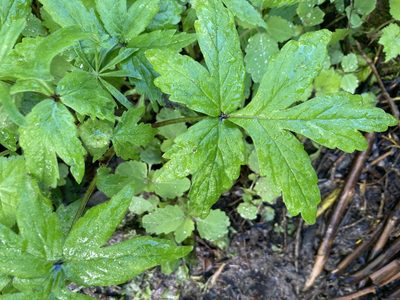 Hydrophyllum tenuipes, photographed by Sierra Weir