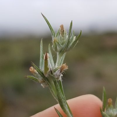 Logfia gallica, photographed by James C. Davis