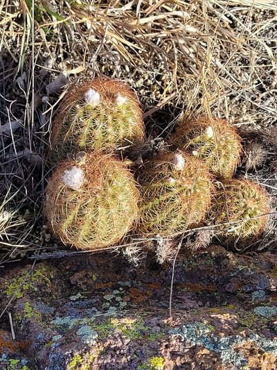Echinocereus reichenbachii, photographed by RJ Baltierra