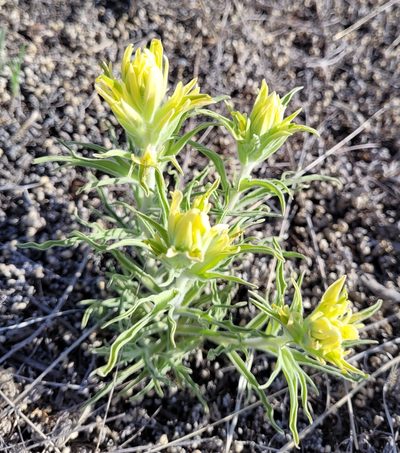 Castilleja citrina, photographed by RJ Baltierra