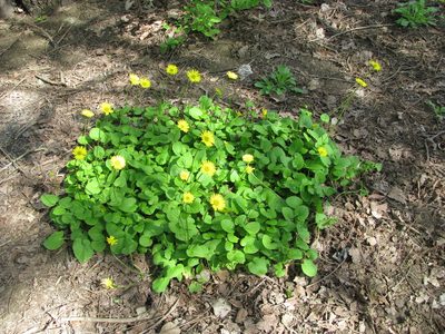 Doronicum orientale, photographed by Анна Кириченко