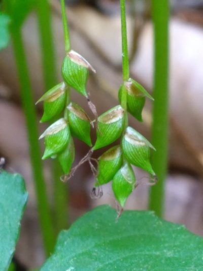 Carex austrocaroliniana, photographed by Scott Ward