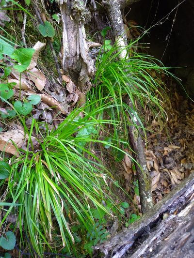 Carex austrocaroliniana, photographed by Scott Ward