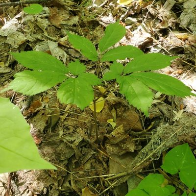 Panax quinquefolius, photographed by Mac Post