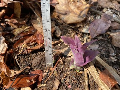 Tradescantia pallida, photographed by Carlos Funes