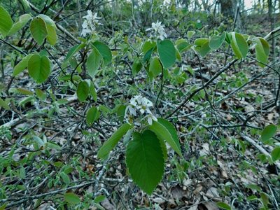 Amelanchier arborea, photographed by Michael J. Papay