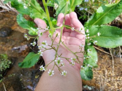 Micranthes micranthidifolia, photographed by Leila Dasher