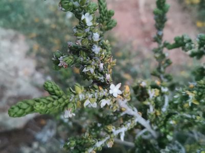 Thymelaea hirsuta, photographed by Roland Godon