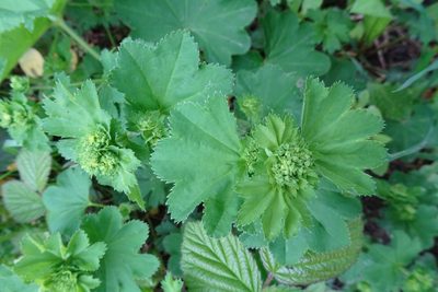 Alchemilla vulgaris, photographed by Zeke Marshall