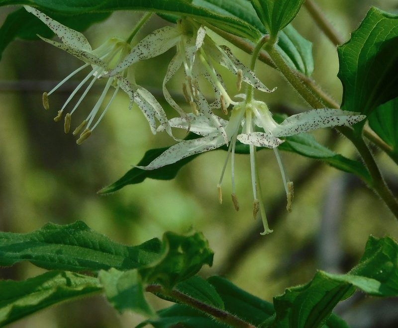 Prosartes maculata, photographed by Michael J. Papay