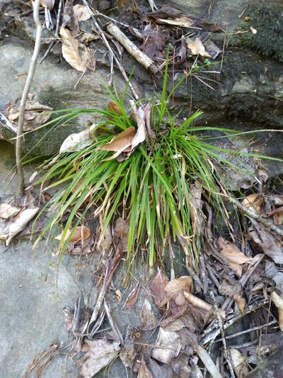 Carex austrocaroliniana, photographed by Scott Ward