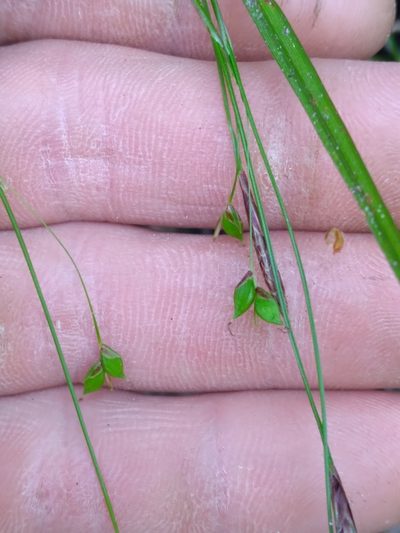 Carex austrocaroliniana, photographed by Scott Ward