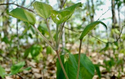 Smilax hugeri, photographed by Michael J. Papay