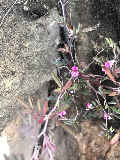 Indigofera vicioides, photographed by rosshawkins