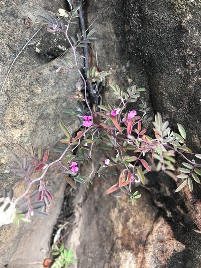 Indigofera vicioides, photographed by rosshawkins