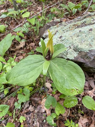 Trillium viridescens, photographed by Miranda Kohout