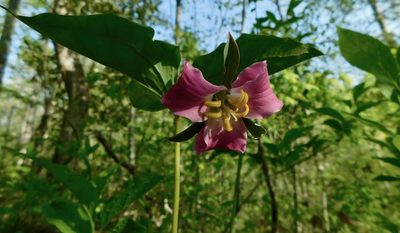 Trillium catesbaei, photographed by Michael J. Papay