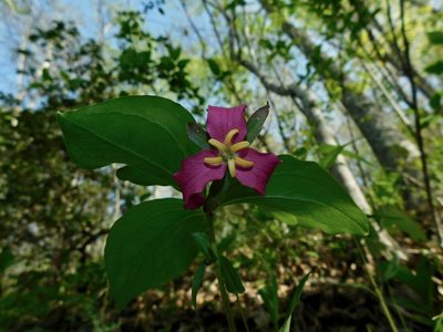 Trillium catesbaei, photographed by Michael J. Papay