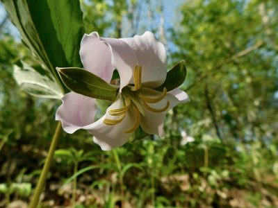Trillium catesbaei, photographed by Michael J. Papay