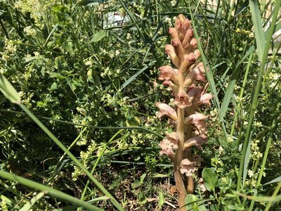 Orobanche caryophyllacea, photographed by Jason Grant