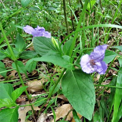 Ruellia strepens, photographed by Annika Lindqvist