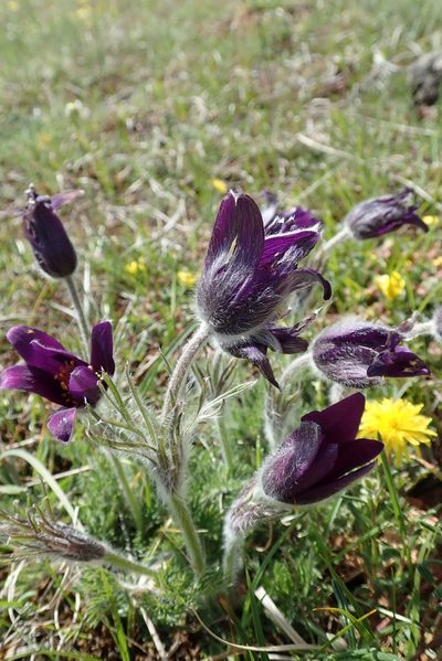 Pulsatilla rubra, photographed by Benoit NABHOLZ