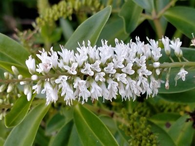 Veronica stricta, photographed by Heidi Meudt