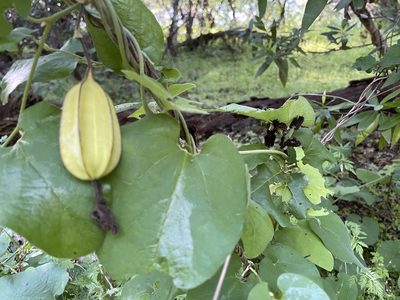 Aristolochia californica, photographed by Dee Shea Himes