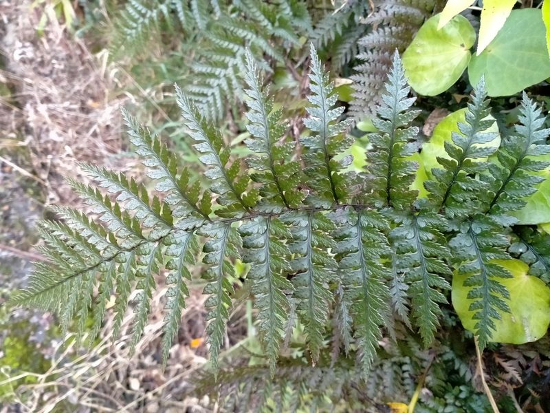 Polystichum neozelandicum, photographed by Heidi Meudt