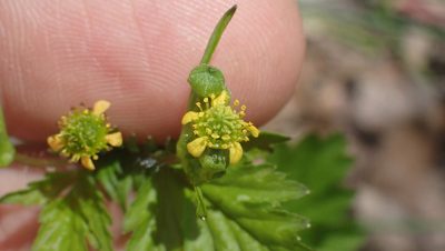 Geum vernum, photographed by John Abrams