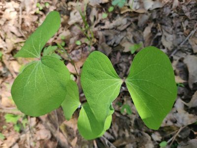 Jeffersonia diphylla, photographed by Tanner Shepard