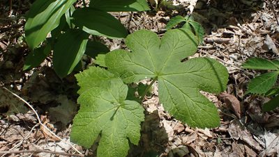 Hydrastis canadensis, photographed by John Abrams