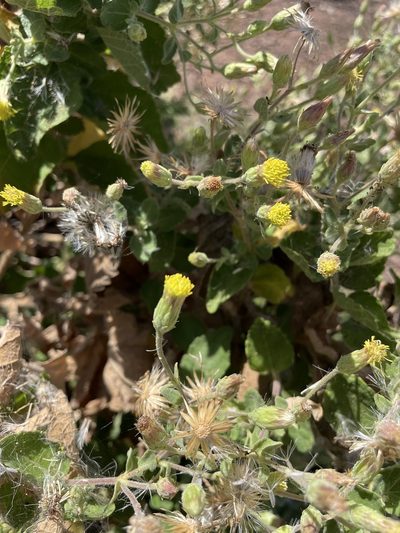 Brickellia peninsularis, photographed by Jim Riley