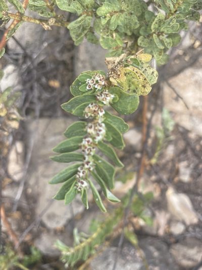 Euphorbia anthonyi, photographed by Jim Riley