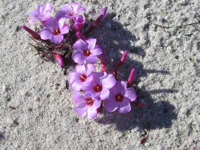 Oxalis stokoei, photographed by Diana Studer