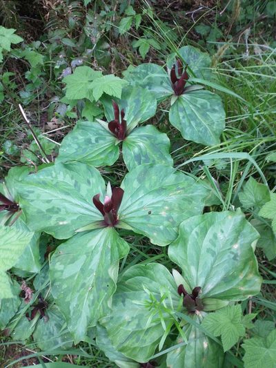 Trillium kurabayashii, photographed by Drew Meyer