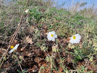 Helianthemum apenninum, photographed by veroalsace