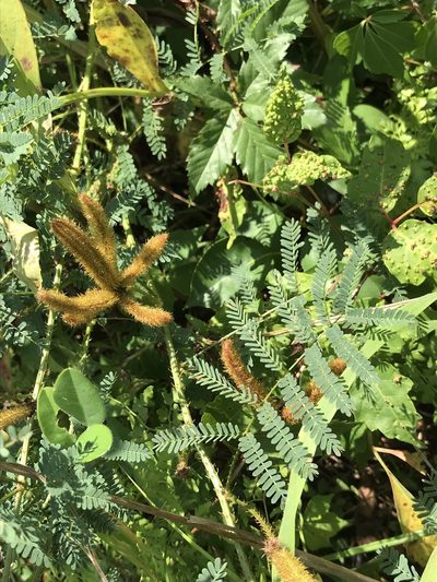 Mimosa hystricina, photographed by Laura Clark