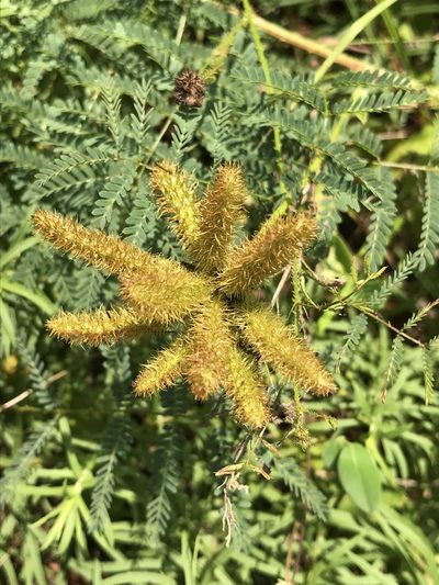 Mimosa hystricina, photographed by Laura Clark