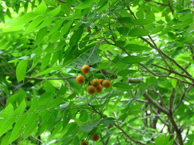 Sapindus drummondii, photographed by Annika Lindqvist