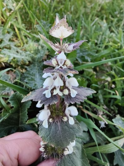 Lamium moschatum, photographed by Nicola Faulks