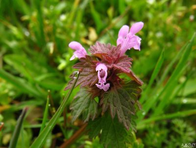 Lamium hybridum, photographed by David Ballesteros