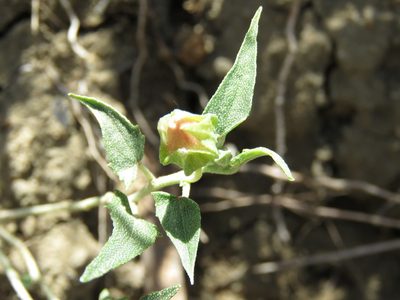 Malvella sagittifolia, photographed by Alexis López Hernández