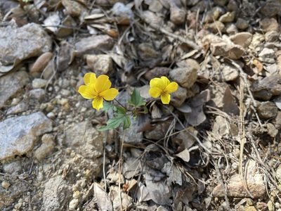 Viola lobata, photographed by Dee Shea Himes
